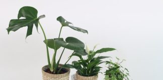 rośliny oczyszczające powietrze