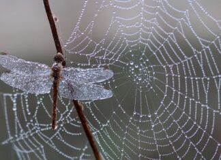 Jak zrobić pajęczynę z Gazy?