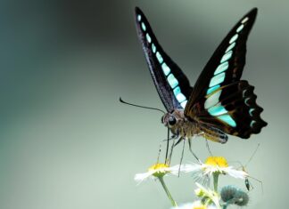 Czy smar grafitowy rozpuszcza gumę?