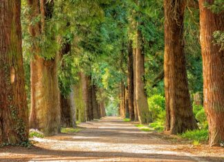 Na jakich drzewach spadź? Na jakich drzewach spadź?