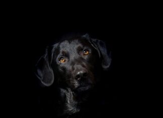 Czy hybryda może się rozładować?