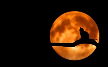 Jakie stroje są na Halloween? Jakie stroje są na Halloween?