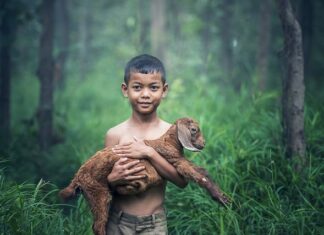 Co dać między ścianą a piecem koza?