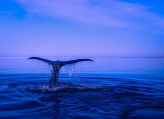 Z czego zrobić ogon diabła? Z czego zrobić ogon diabła?