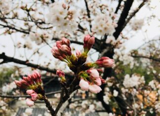 Czy piszczenie hamulców jest niebezpieczne?