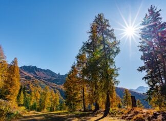 Co pod masę cukrowa na tort? Co pod masę cukrowa na tort?