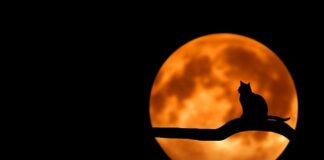 Co Kościół katolicki mówi o Halloween?