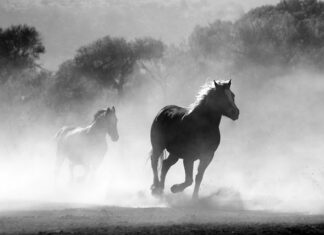Czy można palić w piecu z płaszczem wodnym bez wody?