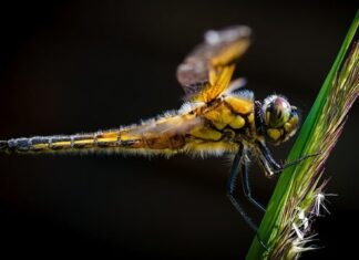 Ile pali ścigacz 600?