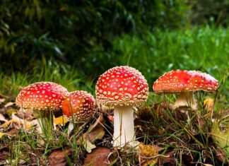 Czy można się zatruć czadem z kominka?