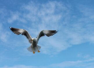 Co oznacza pisk przy hamowaniu? Co oznacza pisk przy hamowaniu?