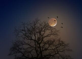 Jak zrobić nietoperza z rolki po papierze toaletowym?