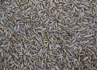 Kto produkuje Hamera?