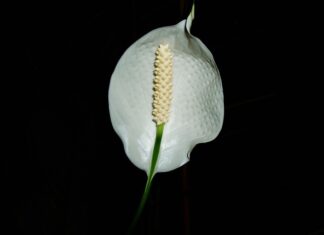 Czy skrzydłokwiat może stać w cieniu?