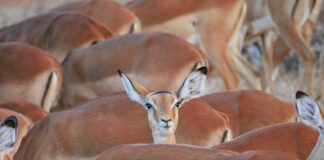 Co ile wymienia się tuleje wahaczy?