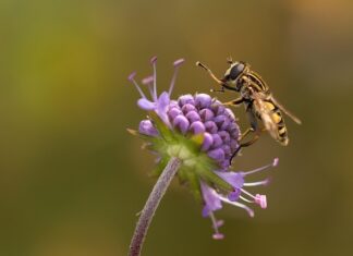 Jak zrobić strój diabła? Jak zrobić strój diabła?